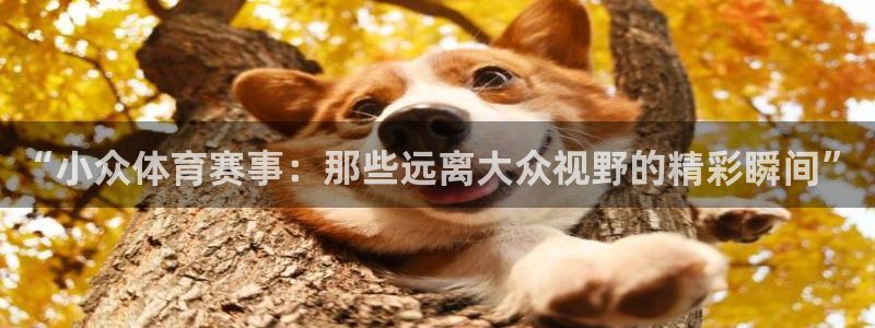 鼎天国际官网入口在哪